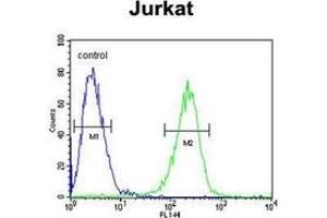 Flow cytometric analysis of Jurkat cells using HADHB Antibody (C-term) Cat.