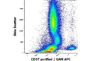 CD37 antibody