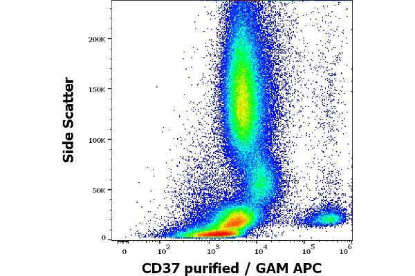 CD37 antibody