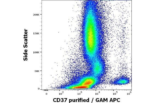 CD37 anticorps