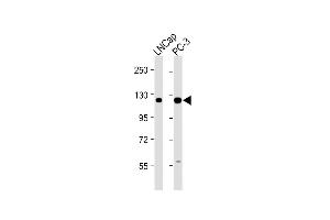 DSPP antibody  (AA 47-76)