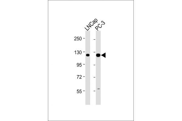 DSPP Antikörper  (AA 47-76)