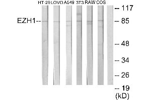 Immunohistochemistry analysis of paraffin-embedded human brain tissue using EZH1 antibody. (EZH1 antibody)