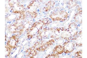 Immunohistochemistry of paraffin-embedded mouse kidney using EBP1/PG4 Rabbit mAb (ABIN7269550) at dilution of 1:100 (40x lens). (PA2G4 antibody)