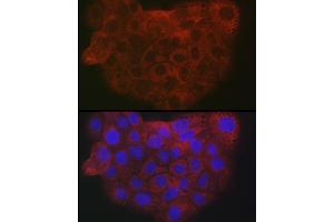 Immunofluorescence analysis of A-431 cells using Collagen I/COL1 antibody (ABIN6134502, ABIN6138839, ABIN6138840 and ABIN6221469) at dilution of 1:25. (COL1A2 antibody  (AA 500-600))