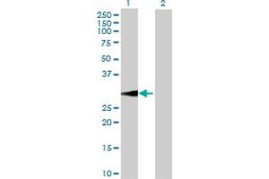 Western Blot analysis of BDNF expression in transfected 293T cell line by BDNF MaxPab polyclonal antibody. (BDNF antibody  (AA 1-255))