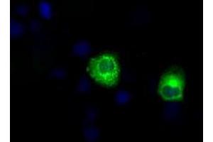Anti-LIPG mouse monoclonal antibody (ABIN2453242) immunofluorescent staining of COS7 cells transiently transfected by pCMV6-ENTRY LIPG (RC209248). (LIPG antibody)