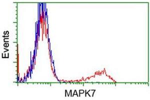 HEK293T cells transfected with either RC203506 overexpress plasmid (Red) or empty vector control plasmid (Blue) were immunostained by anti-MAPK7 antibody (ABIN2454053), and then analyzed by flow cytometry. (MAPK7 antibody)