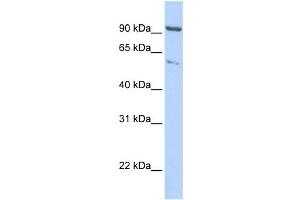 Western Blotting (WB) image for anti-Kinesin Heavy Chain Member 2A (KIF2A) antibody (ABIN2458064) (KIF2A antibody)
