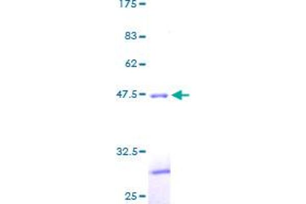 CLEC2B Protein (AA 1-149) (GST tag)