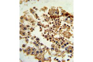 Formalin-fixed and paraffin-embedded human testis tissue reacted with HNF4G Antibody (N-term), which was peroxidase-conjugated to the secondary antibody, followed by DAB staining. (HNF4 gamma antibody  (N-Term))