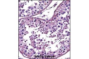 HDAC4 Antibody (C-term) (ABIN657638 and ABIN2846634) immunohistochemistry analysis in formalin fixed and paraffin embedded human testis tissue followed by peroxidase conjugation of the secondary antibody and DAB staining. (HDAC4 antibody  (C-Term))