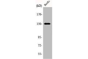 Western Blot analysis of HuvEc cells using AZI1 Polyclonal Antibody (AZI1 antibody  (Internal Region))