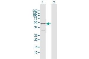 Western Blot analysis of KRT15 expression in transfected 293T cell line by KRT15 MaxPab polyclonal antibody. (KRT15 antibody  (AA 1-456))