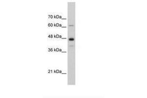 Image no. 1 for anti-Nuclear RNA Export Factor 1 (NXF1) (AA 78-127) antibody (ABIN6736311) (NXF1 antibody  (AA 78-127))