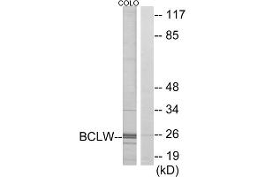 Western blot analysis of extracts from COLO cells, using BCLW antibody. (BCL2L2 antibody  (C-Term))