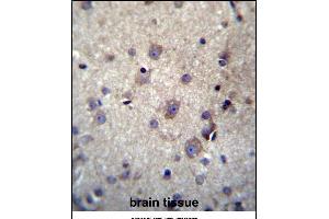 HBQ1 Antibody (N-term) (ABIN656920 and ABIN2846115) immunohistochemistry analysis in formalin fixed and paraffin embedded human brain tissue followed by peroxidase conjugation of the secondary antibody and DAB staining.