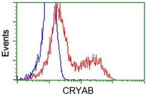 Image no. 3 for anti-Crystallin, alpha B (CRYAB) antibody (ABIN1497641) (CRYAB antibody)