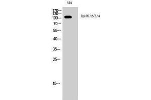 Western Blotting (WB) image for anti-EPH Receptor B1/2/3/4 (Lys15) antibody (ABIN3184510) (EPH Receptor B1/2/3/4 (Lys15) antibody)