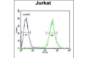 Flow cytometric analysis of Jurkat cells (right histogram) compared to a negative control cell (left histogram). (GLRX5 antibody  (C-Term))