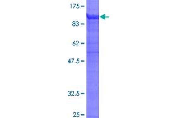 Integrin beta 2 Protein (ITGB2) (AA 1-769) (GST tag)