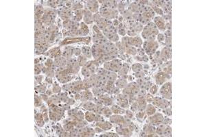 Immunohistochemical staining of human pancreas with MLLT4 polyclonal antibody  shows distinct positivity in acinar luminal membranes at 1:200-1:500 dilution. (Afadin antibody)