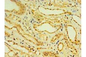 Immunohistochemistry of paraffin-embedded human kidney tissue using ABIN7150881 at dilution of 1:100 (DNAL1 antibody  (AA 41-190))