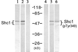 Western blot analysis of extracts from 293 cells, using Shc1 (Ab-349) Antibody (E021316, Lane 1, 2 and 3) and Shc1 (Phospho-Tyr349) Antibody (E011316, Lane 4, 5 and 6). (SHC1 antibody)