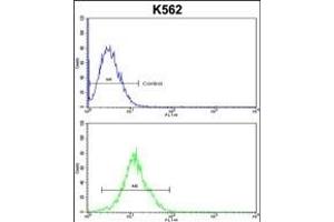 ATP12A Antibody (Center) (ABIN652631 and ABIN2842421) flow cytometric analysis of k562 cells (bottom histogram) compared to a negative control cell (top histogram). (ATP12A antibody  (AA 833-859))