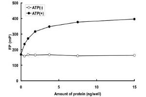 Image no. 2 for Nemo-Like Kinase (NLK) (AA 121-515) (Active) protein (GST tag) (ABIN5569787) (Nemo-Like Kinase Protein (NLK) (AA 121-515) (GST tag))