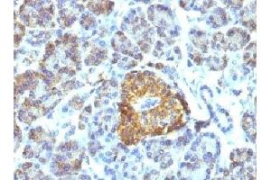IHC testing of FFPE pancreas tissue with HSP60 antibody (HSPD1 antibody)