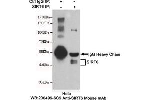 Immunoprecipitation analysis of Hela cell lysates using SIRT6 mouse mAb. (SIRT6 antibody)