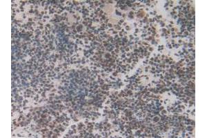 IHC-P analysis of Mouse Spleen Tissue, with DAB staining. (IRF2 antibody  (AA 1-349))