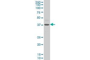 CHST11 monoclonal antibody (M01), clone 4F1 Western Blot analysis of CHST11 expression in K-562 . (CHST11 antibody  (AA 230-337))