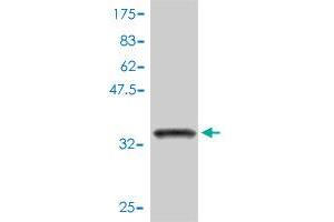 Western Blot detection against Immunogen (34. (FKBP1B antibody  (AA 1-80))