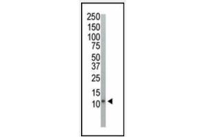 Western blot of anti-Ubiquitin antibody in HeLa cell lysate. (UBA52 antibody  (C-Term))