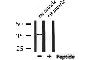 Western blot analysis of extracts from rat muscle, using OR5V1 Antibody. (OR5V1 antibody)