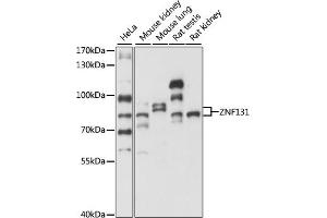 Western blot analysis of extracts of various cell lines, using ZNF131 antibody (ABIN7271453) at 1:1000 dilution. (ZNF131 antibody  (AA 80-240))