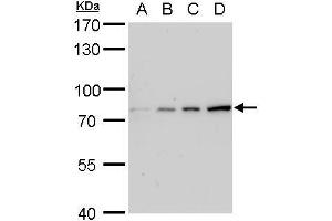 WB Image Grp78 antibody detects Grp78 protein by western blot analysis. (GRP78 antibody  (C-Term))
