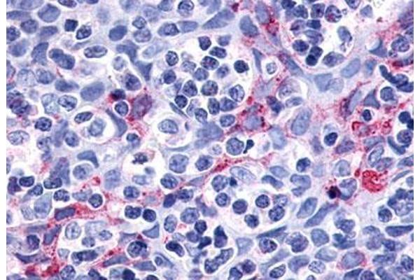 P2RY11 antibody  (Cytoplasmic Domain)