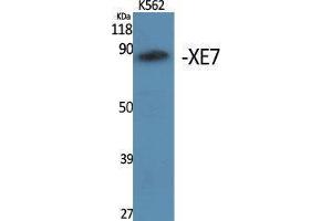 Western Blotting (WB) image for anti-A Kinase (PRKA) Anchor Protein 17A (AKAP17A) (C-Term) antibody (ABIN3177953) (SFRS17A antibody  (C-Term))