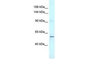 Image no. 1 for anti-AF4/FMR2 Family, Member 3 (AFF3) (C-Term) antibody (ABIN6747721) (AFF3 antibody  (C-Term))