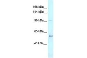 AFF3 antibody  (C-Term)