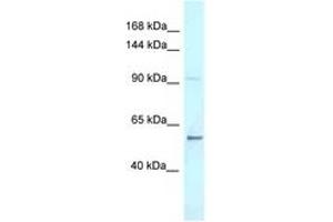 Image no. 1 for anti-AF4/FMR2 Family, Member 3 (AFF3) (C-Term) antibody (ABIN6747721) (AFF3 antibody  (C-Term))