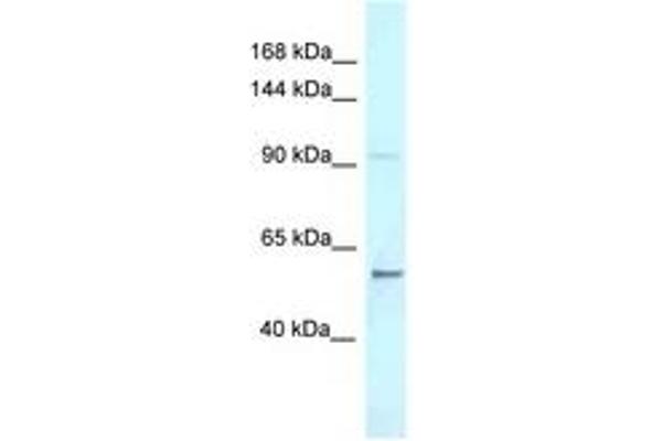 AFF3 anticorps  (C-Term)