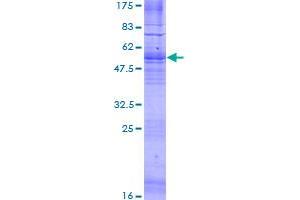 G Protein-Coupled Receptor 12 Protein (GPR12) (AA 1-334) (GST tag)