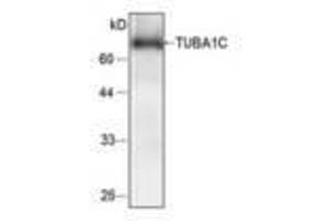 Image no. 1 for anti-Tubulin, alpha 1c (TUBA1C) antibody (ABIN791482)