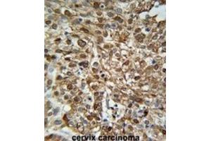 Immunohistochemistry (IHC) image for anti-WD Repeat Domain 43 (WDR43) antibody (ABIN3002363) (WDR43 antibody)