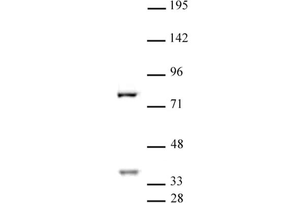 CENPB antibody  (C-Term)