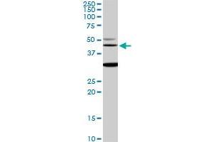 MAPK3 monoclonal antibody (M05), clone 3D6. (ERK1 antibody  (AA 279-379))
